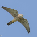 Common_Kestrel-220116-136MSDCF-FRY03530-W.jpg