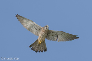 Common Kestrel-220116-136MSDCF-FRY04121-W.jpg