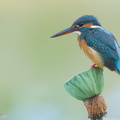 Common_Kingfisher-160218-123EOS1D-FY1X5545-W.jpg