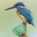 Common_Kingfisher-160218-123EOS1D-FY1X5601-W.jpg