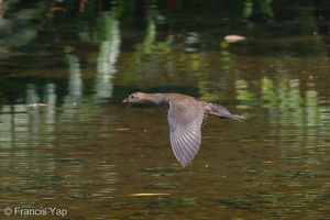 Common Moorhen-101119-104EOS7D-IMG_2653-W.jpg (4481 visits) Common Moorhen at West Coast Park Common Moorhen-101119-104EOS7D-IMG_2653-W.jpg