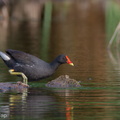 Common_Moorhen-111029-108EOS7D-IMG_9101-W.jpg
