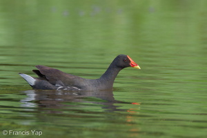 Common Moorhen-111029-108EOS7D-IMG_9212-W.jpg (4775 visits) Common Moorhen at Lorong Halus Common Moorhen-111029-108EOS7D-IMG_9212-W.jpg