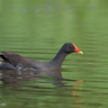Common_Moorhen-111029-108EOS7D-IMG_9212-W.jpg
