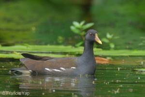 Common Moorhen-230212-166MSDCF-FYP07256-W.jpg (2805 visits) Common Moorhen at Singapore Botanic Gardens Common Moorhen-230212-166MSDCF-FYP07256-W.jpg