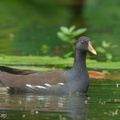 Common_Moorhen-230212-166MSDCF-FYP07256-W.jpg