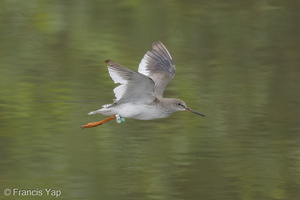 Common Redshank-171024-105ND500-FYP_2021-W.jpg (4632 visits) Common Redshank at Sungei Buloh Wetland Reserve Common Redshank-171024-105ND500-FYP_2021-W.jpg