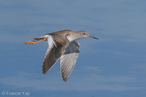 Common Redshank-200830-117MSDCF-FYP00486-W.jpg (4800 visits) Common Redshank at Sungei Buloh Wetland Reserve Common Redshank-200830-117MSDCF-FYP00486-W.jpg