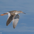 Common_Redshank-200830-117MSDCF-FYP00486-W.jpg