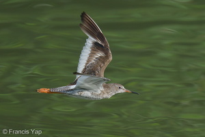 Common Redshank-200903-117MSDCF-FYP01261-W.jpg (4571 visits) Common Redshank at Sungei Buloh Wetland Reserve Common Redshank-200903-117MSDCF-FYP01261-W.jpg