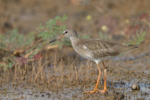 Common Redshank-220917-154MSDCF-FYP05807-W.jpg (3633 visits) Common Redshank at Marina East Drive Common Redshank-220917-154MSDCF-FYP05807-W.jpg