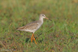 Common Redshank-250819-119FRYAP-FYA06641-W.jpg (482 visits) Common Redshank at Marina East Drive Common Redshank-250819-119FRYAP-FYA06641-W.jpg
