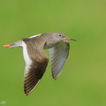 Common Redshank-250819-119FRYAP-FYA07474-W.jpg