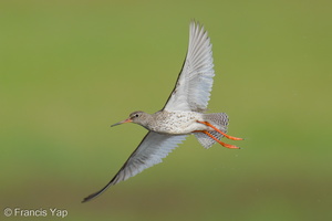 Common Redshank-250819-119FRYAP-FYA07624-W.jpg (483 visits) Common Redshank at Marina East Drive Common Redshank-250819-119FRYAP-FYA07624-W.jpg