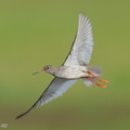 Common Redshank-250819-119FRYAP-FYA07624-W.jpg