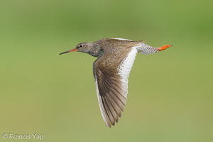 Common Redshank-250819-119FRYAP-FYA07644-W.jpg (478 visits) Common Redshank at Marina East Drive Common Redshank-250819-119FRYAP-FYA07644-W.jpg