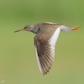 Common Redshank-250819-119FRYAP-FYA07644-W.jpg