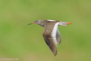 Common Redshank-250819-119FRYAP-FYA07694-W.jpg (473 visits) Common Redshank at Marina East Drive Common Redshank-250819-119FRYAP-FYA07694-W.jpg