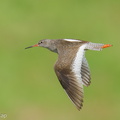 Common Redshank-250819-119FRYAP-FYA07694-W.jpg