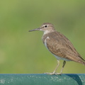 Common_Sandpiper-220917-154MSDCF-FYP04451-W.jpg