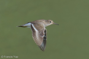 Common Sandpiper-250923-123FRYAP-FYA09465-W.jpg (198 visits) Common Sandpiper at Sungei Buloh Wetland Reserve Common Sandpiper-250923-123FRYAP-FYA09465-W.jpg
