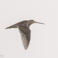 Common_Snipe-181105-113ND500-FYP_0806-W.jpg