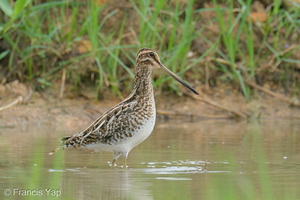 Common Snipe-201115-123MSDCF-FYP08349-W.jpg (4724 visits) Common Snipe at Neo Tiew Harvest Lane Common Snipe-201115-123MSDCF-FYP08349-W.jpg