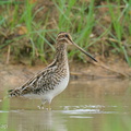 Common_Snipe-201115-123MSDCF-FYP08349-W.jpg