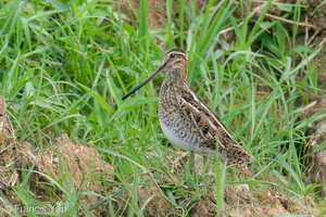 Common Snipe-201115-124MSDCF-FYP00774-W.jpg (4604 visits) Common Snipe at Neo Tiew Harvest Lane Common Snipe-201115-124MSDCF-FYP00774-W.jpg