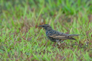 Common Starling-211213-133MSDCF-FRY01034-W.jpg