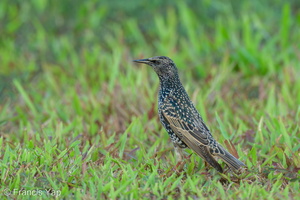 Common Starling-211213-133MSDCF-FRY01090-W.jpg