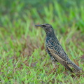 Common Starling-211213-133MSDCF-FRY01090-W.jpg