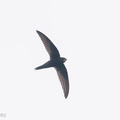 Common_Swift-201009-118MSDCF-FYP09283-W.jpg