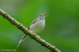 Common Tailorbird-250511-106FRYAP-FYA07803-W.jpg (1497 visits) Common Tailorbird at Bukit Drive Common Tailorbird-250511-106FRYAP-FYA07803-W.jpg