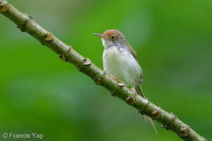 Common Tailorbird-250511-106FRYAP-FYA07844-W.jpg (1374 visits) Common Tailorbird at Bukit Drive Common Tailorbird-250511-106FRYAP-FYA07844-W.jpg