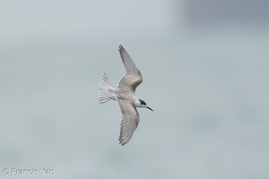 Common Tern-201018-120MSDCF-FYP02634-W.jpg (4530 visits) Common Tern at Singapore Strait Common Tern-201018-120MSDCF-FYP02634-W.jpg