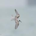 Common Tern-201018-120MSDCF-FYP02634-W.jpg