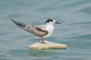 Common Tern-201018-120MSDCF-FYP02957-W.jpg (4500 visits) Common Tern at Singapore Strait Common Tern-201018-120MSDCF-FYP02957-W.jpg