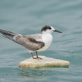 Common Tern-201018-120MSDCF-FYP02957-W.jpg