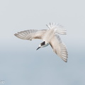 Common_Tern-230923-208MSDCF-FYP03998-W.jpg