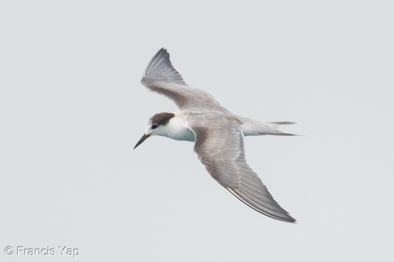 Common_Tern-260919-207FRYAP-FYA06393-W.jpg
