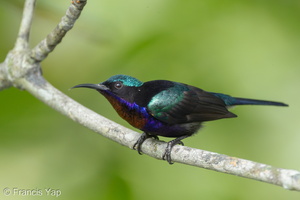 Copper-throated Sunbird-110918-105EOS1D-FYAP1946-W.jpg (4382 visits) Copper-throated Sunbird at Sungei Buloh Wetland Reserve Copper-throated Sunbird-110918-105EOS1D-FYAP1946-W.jpg