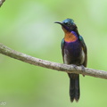Copper-throated_Sunbird-230624-207MSDCF-FYP00897-W.jpg