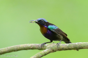 Copper-throated Sunbird-250520-107FRYAP-FYA03179-W.jpg (1267 visits) Copper-throated Sunbird at Sungei Buloh Wetland Reserve Copper-throated Sunbird-250520-107FRYAP-FYA03179-W.jpg
