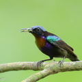 Copper-throated_Sunbird-250520-107FRYAP-FYA03179-W.jpg