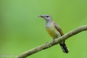 Copper-throated Sunbird-250520-107FRYAP-FYA03791-W.jpg (1258 visits) Copper-throated Sunbird at Sungei Buloh Wetland Reserve Copper-throated Sunbird-250520-107FRYAP-FYA03791-W.jpg