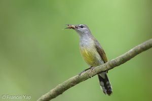 Copper-throated Sunbird-250521-107FRYAP-FYA05901-W.jpg (1247 visits) Copper-throated Sunbird at Sungei Buloh Wetland Reserve Copper-throated Sunbird-250521-107FRYAP-FYA05901-W.jpg