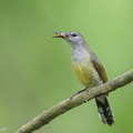Copper-throated_Sunbird-250521-107FRYAP-FYA05901-W.jpg