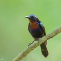 Copper-throated_Sunbird-250526-108FRYAP-FYA04113-W.jpg