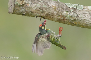 Coppersmith Barbet-140606-116EOS1D-FY1X9959-W.jpg (4571 visits) Coppersmith Barbet at Pasir Ris Park Coppersmith Barbet-140606-116EOS1D-FY1X9959-W.jpg